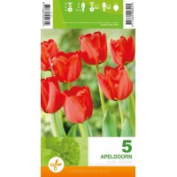 Tulipa Apeldoorn