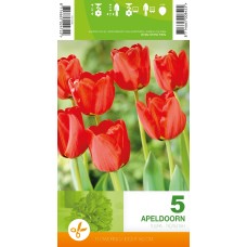 Tulp Apeldoorn
