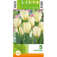 Tulp Purissima