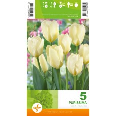 Tulp Purissima