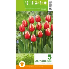Tulp Leen Van Der Mark