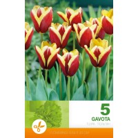 Тюльпан Gavota