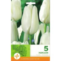 Tulp Hakuun