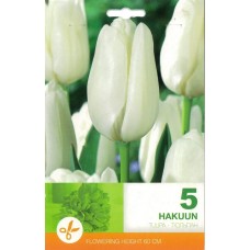 Tulpe Hakuun